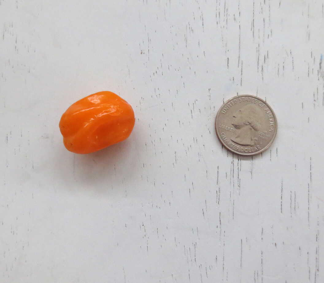 Tiny Habanero