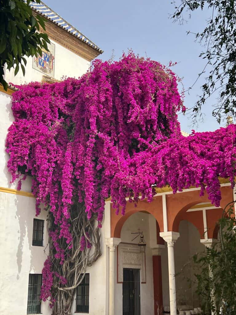 bring pink flowers growing across the low roofs of a building in Sevilla